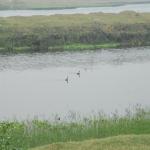 Vraj-Yatra-2014- (411)